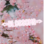 <•Blossoms•>
