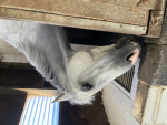 horse friends and normal friends