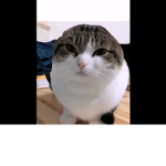 xxCAT FAN CLUBxx