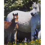 Horsey gang