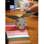 hamsters stans