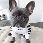 Doug group Love doggos