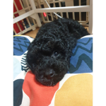 고인물레오 그룹