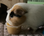 Munchie GnG