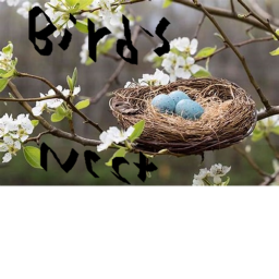 Bird's Nest