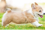 Corgi Love Forever!
