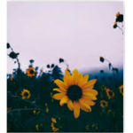 SuNflOwErSssSs163