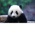 {Panda club}