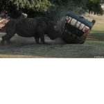 Team Rhino!
