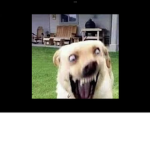 Doggo shall be happy