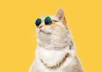 Ginger the Cat Club