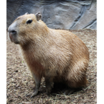 In capybara we trust