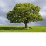 The Epic Tree Group