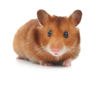 Epic Hamster Studios