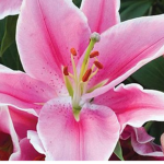 Lillies are us