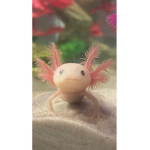 Axolotl And Ferret Fan Group