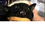 Meme time stop