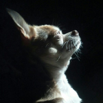 RASPAD