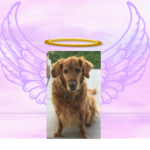 Goodbye Daisy the dog
