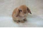 BUNNYGIRL!!