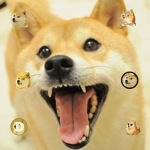 Doge fans!!!!