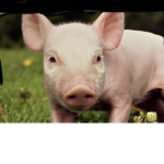 Dylan’s Piggy Group