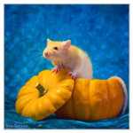Underestimated Rats