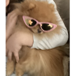 Spia di Pomerania