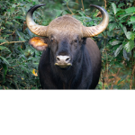 Bull horn