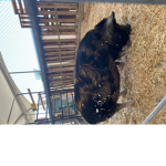 Pinky Piggies