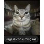 Smug Nyako Spoils you