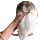 Ratatouille fan club !