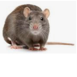Little ratties