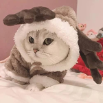 Cat are angels