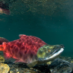 Salmon's RP Group