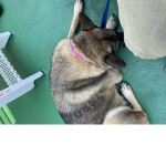 DOGGYS ARE CUTEST PET