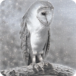 White Owl Warriors