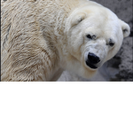 Bear Raiding Group