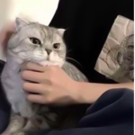 な aso