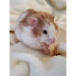 purple hamsters