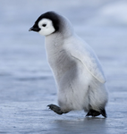 ICHBINEINPINGUIN