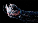 Deep sea creatures