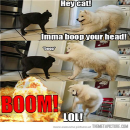 WHY CAT & DOGS ARE FUNNY Roblox decal