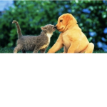 ~Animal Group~<3