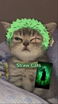 Straw Cats!