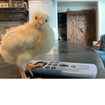 The cute chickens club