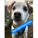TEAM BLUE COUSIN CREW (OFFICIAL GROUP)