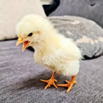 Rage Chickens