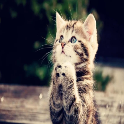 Kitten