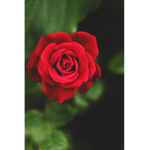 Roses Clothing Shop <3